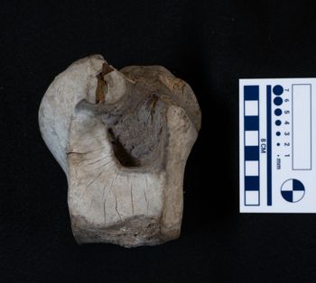 Media type: image;   Vertebrate Paleontology VPM-15735 Description: Photograph of an articular surface of a tarsal bone of MCZ VPM-15753, Mammuthus primigenius.;